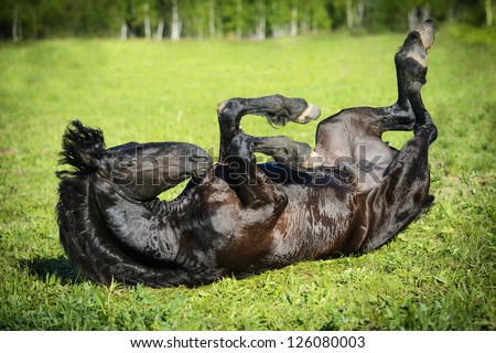 Black Friesian horse rolls on the grass