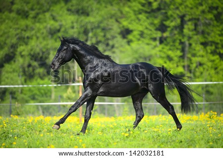 Black horse runs gallop in summer time