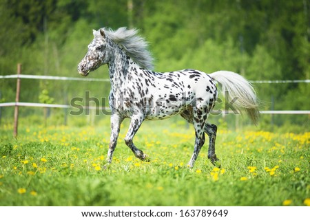 Appaloosa horse runs trot on the meadow in summer time