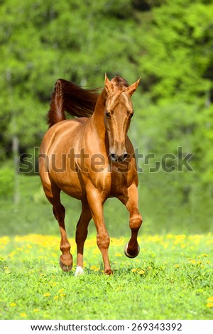 Golden red horse runs trot in summer time