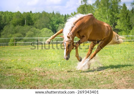Red horse runs gallop in summer time