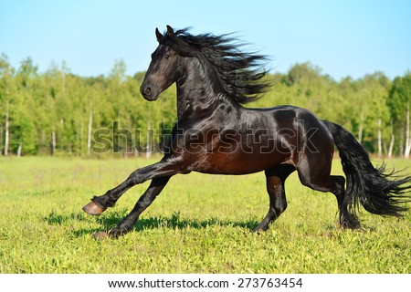 Black Friesian horse runs gallop in summer time