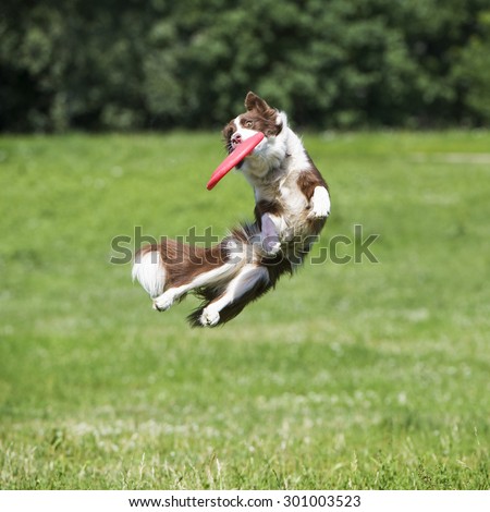 Frisbee dog with flying disk