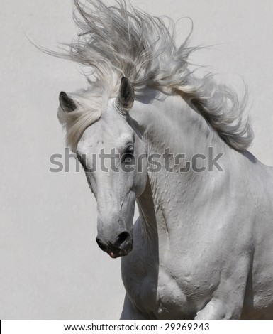 white horse portrait on the gray background