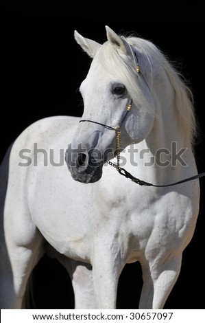 white arabian horse stallion portrait isolated on black