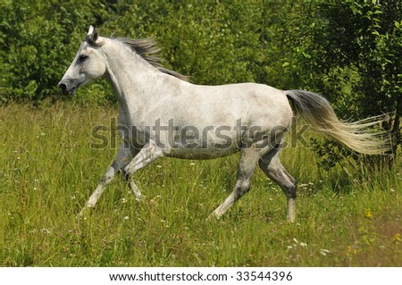 Full body of a female white horse running wild on the farm outdoors