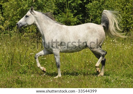 Full body of a female white horse running wild on the farm outdoors