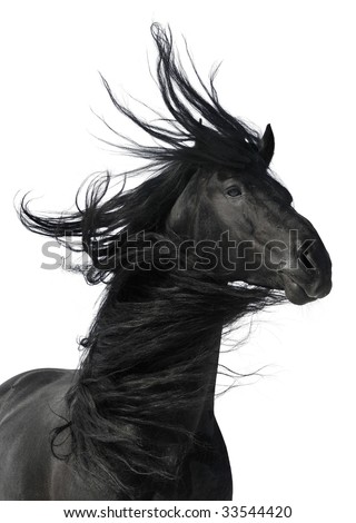 black horse portrait isolated on white background
