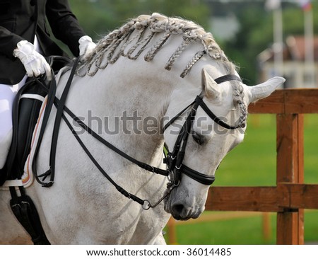 Spritz's Premade Horse Bio's--- If you want to rp with me, pick one for the topic! (UPDATED!! Tons of great horses!) Stock-photo-dressage-pura-raza-espanola-andalusian-horse-36014485