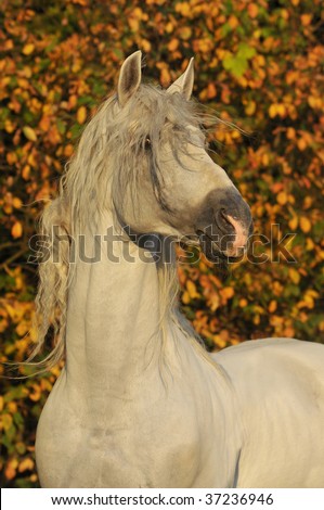Cheval Horse