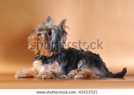 young yorkshire dog on the gold background