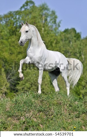 http://image.shutterstock.com/display_pic_with_logo/373333/373333,1275683331,1/stock-photo-white-horse-on-hill-54539701.jpg