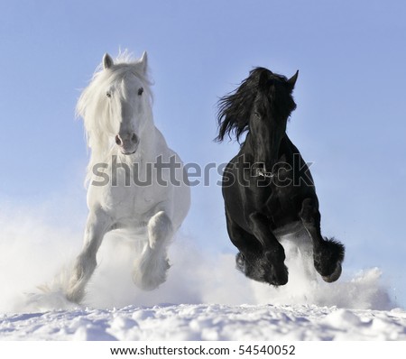 white and black horses - stock photo