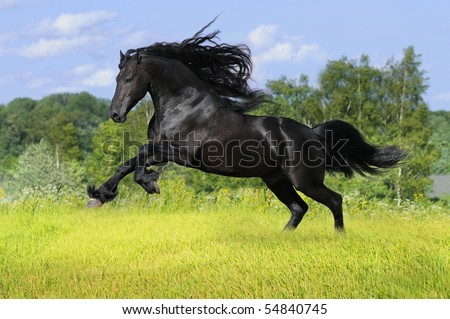 Bacheler Stallions! Stock-photo-black-friesian-horse-play-on-the-meadow-54840745