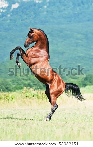 stock-photo-bay-arabian-stallion-rearing-58089451.jpg