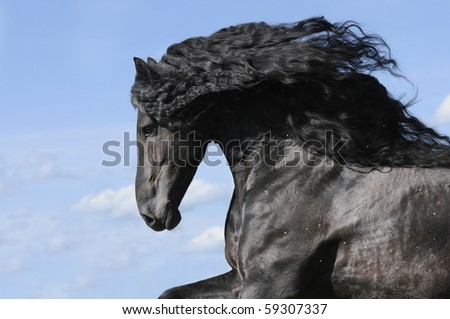 Friesian Horse Stallion. black horse stallion