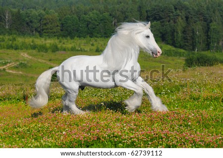 Leiran Karakterei Stock-photo-white-horse-runs-gallop-on-the-meadow-in-summer-62739112