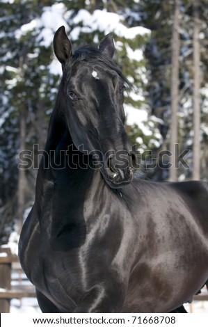 Roolipeli - Ratsastustallilla Stock-photo-portrait-of-black-kladruber-horse-in-winter-71668708