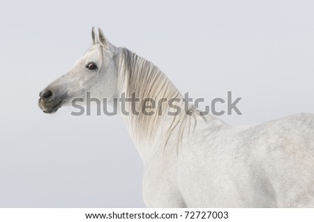 white arabian stallion portrait on sky background
