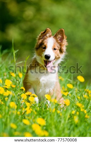 border collie puppy sitting in the dandelions