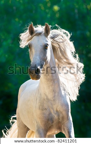 White horse runs gallop front in dark, Andalusian