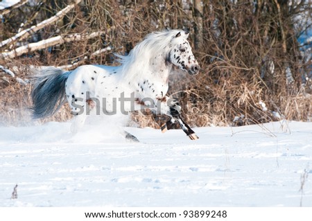 Appaloosa pony runs gallop in winter time