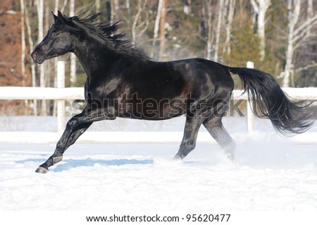Black Russian riding horse runs gallop in winter