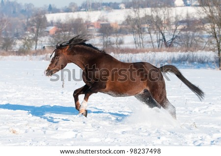Welsh pony runs fast, winter time