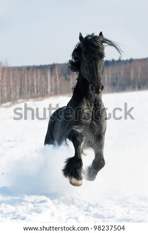 Black friesian horse runs front in the wintertime