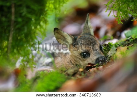 the little fawn deer lying in the moss
