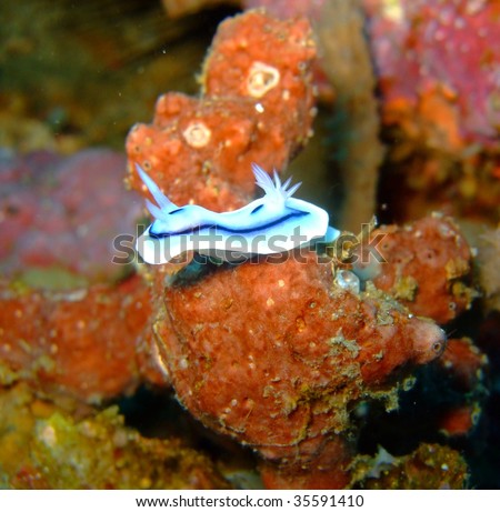 stock photo : Blue sea slug blue sea slug. stock photo : Blue sea slug
