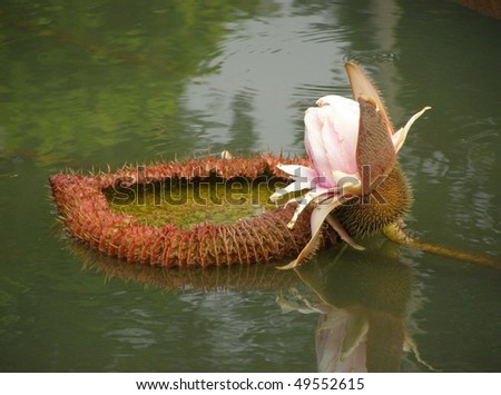 Victoria regia (giant water lily)