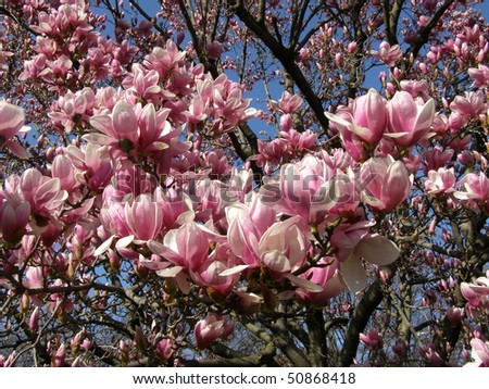 Pink magnolia blossom