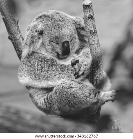 Koala sleeping on branch. Beauval Zoo. Peaceful and deep sleep.