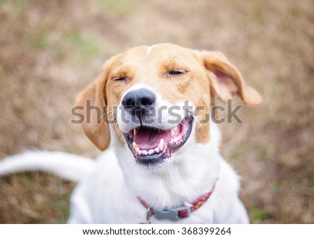Happy Smiling Dog