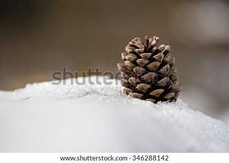 Conifer cone on snow