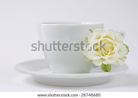 beautiful white rose flowers. Single White Rose Flower