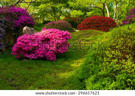 Japanese garden with purple bush in Prague botanic Garden, Troja