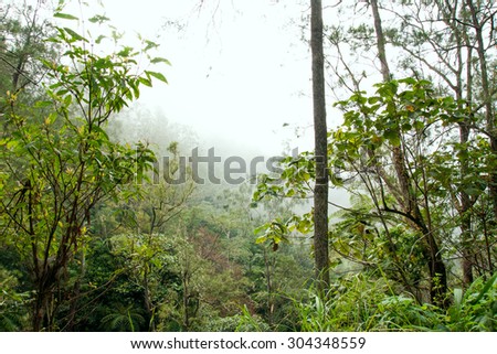 Misty rain forest in Indonesia with