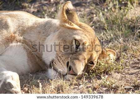 Close-up young lion resting in Masai Mara