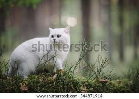 silver shaded british short hair cat in the autumn forest