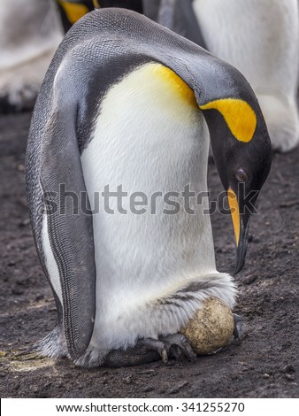King Penguin incubating egg on feet