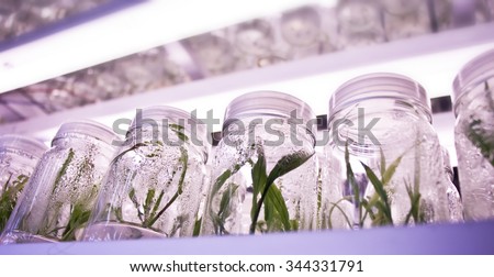 Plant tissue culture, toned