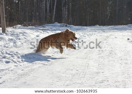 The young strong dog begins a jump on background wood