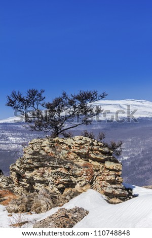 Lonely pine on the rock against a winter landscape of Siberia