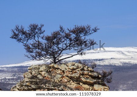 Winter landscape in which center a lonely pine on the rock against mountains