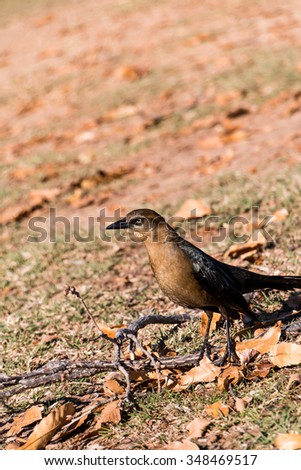 Common female Grackle on the ground looking for bugs