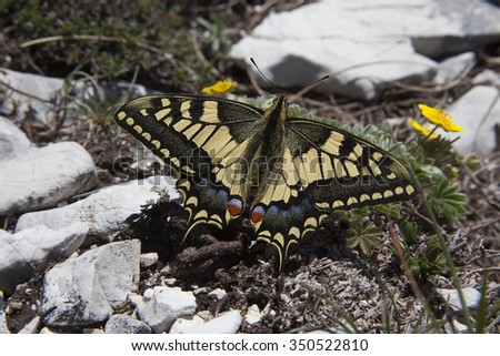 Swallowtail butterfly lands on a high alpine trail, Sibillini mountains, Northern Italy