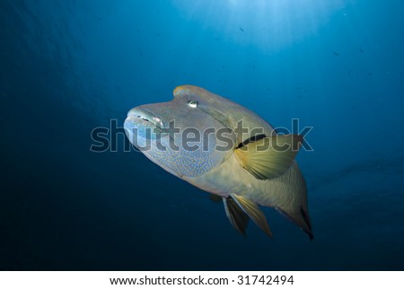 A Large napoleon wrasse in the blue