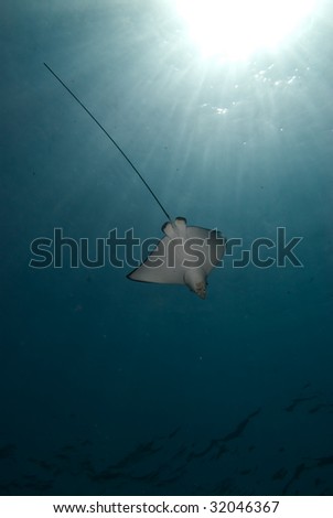 Spotted eagle ray (Aetobatis narinari)